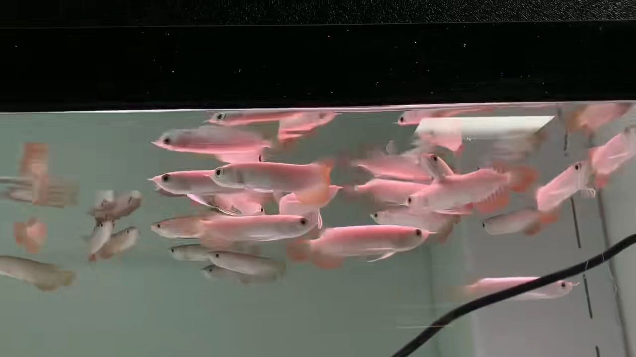 練手號半紅龍魚1：《半紅龍魚1》是一篇探討如何培養健康紅龍魚的文章