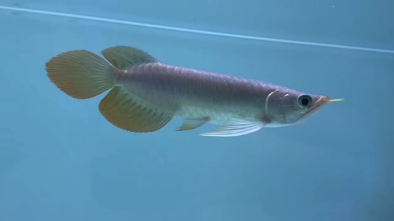 大尾巴精致小紅龍：大尾巴精致小紅龍是一種令人敬畏的存在，它們的美麗與力量讓人敬畏