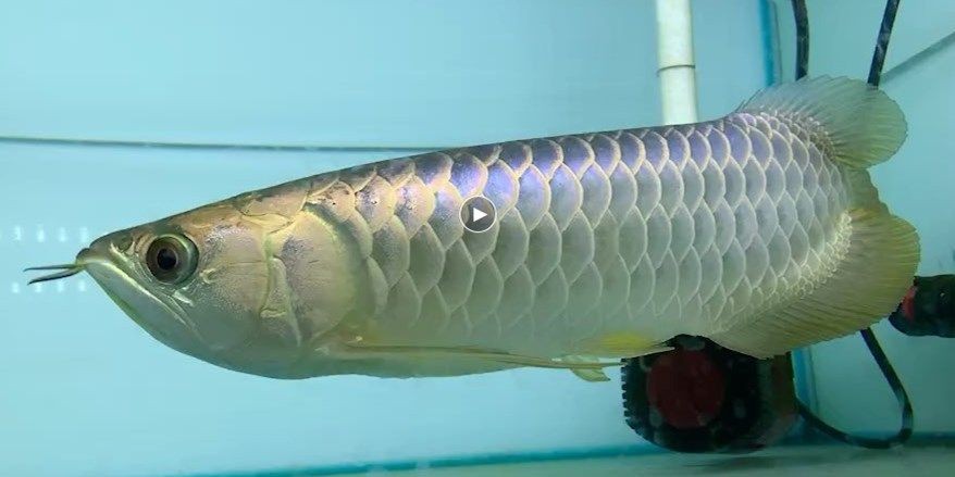 很漂亮的一只，精氣神十足：狗狗的眼神中流露出自信和活力，精氣神十足，