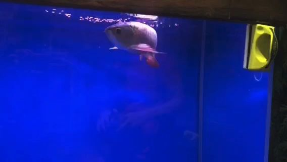 龍師傅紅龍飼料、金龍飼料.祥龍繁殖場長期實踐的配方，...：龍師傅紅龍飼料、金龍飼料.祥龍繁殖場長期實踐的配方