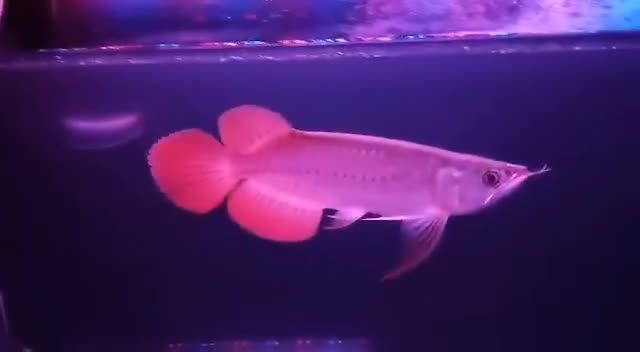 大湖紅龍魚體型完美：大湖紅龍魚，一種體型完美、色彩艷麗的觀賞魚