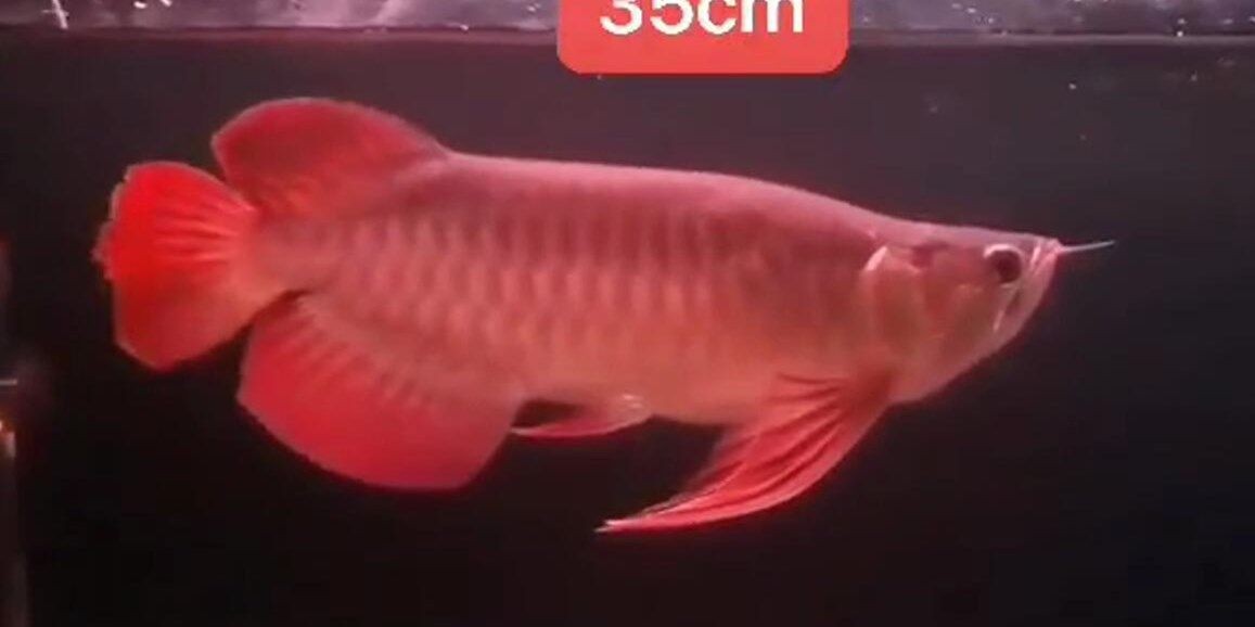 35cm大鰭大尾紅龍魚，\"大鰭大尾紅龍魚\"養殖，35cm大鰭大尾紅龍魚養殖技巧與注意事項，35cm大鰭大尾紅龍魚養殖技巧與注意事項