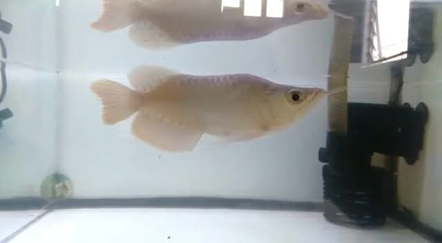 小福龍19公分，19公分小福龍，精致工藝，祥瑞之選，19公分小福龍，精致工藝，祥瑞之選，19公分精致工藝小福龍，祥瑞之選，19公分精致工藝小福龍，祥瑞之選，19公分精致工藝小福龍，祥瑞之選