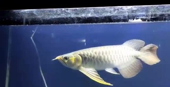 大湖紅龍魚：霸氣十足，大鰭大尾彰顯王者風范