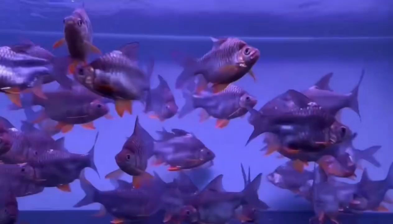 泰國鯽魚最近比較火，泰國鯽魚在市場上受歡迎程度體現在銷量和消費者反饋上，泰國鯽魚市場熱度攀升，銷量與消費者反饋雙豐收