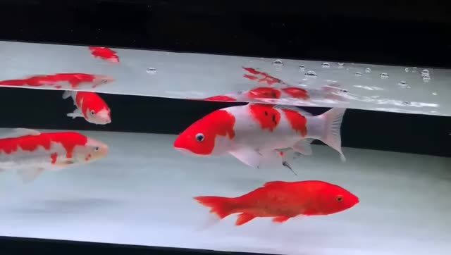 錦鯉魚好運常伴，錦鯉魚在風水學上的應用，錦鯉風水，招財納福的吉祥象征與應用解析，錦鯉風水，招財納福的吉祥象征與應用全解析，錦鯉風水，招財納福的吉祥象征與應用全解析，錦鯉風水，招財納福的吉祥象征與應用全解析