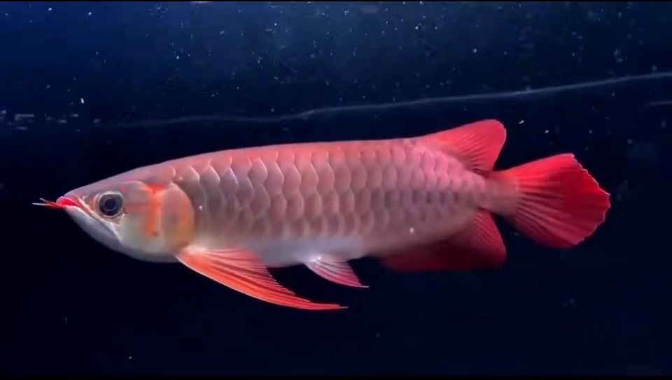 35公分印尼紅龍，子彈頭，下掛飛機鰭，：35公分印尼紅龍