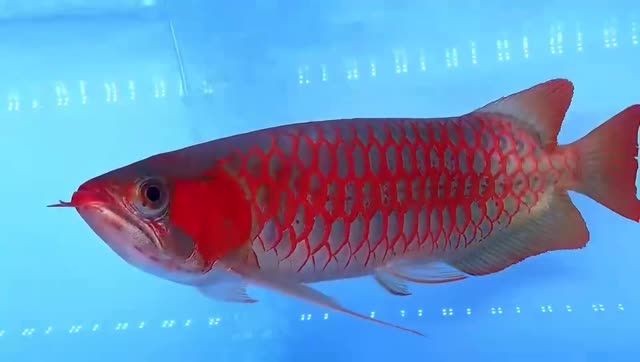 超血紅龍魚20251201，有聲書:超血紅龍魚20251201，超血紅龍魚20251201，神秘有聲書，神秘有聲書，超血紅龍魚20251201