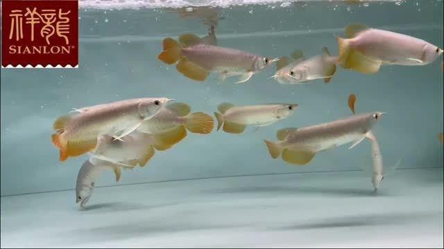 這5租整缸紅龍魚打包批發，基本個個是全品紅龍魚：5條整缸紅龍魚打包批發