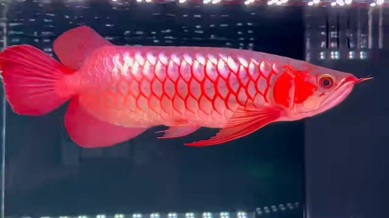 小頓頭紅龍魚：小頓頭紅龍魚在水族中頗受歡迎，常被作為觀賞魚飼養在水族箱里