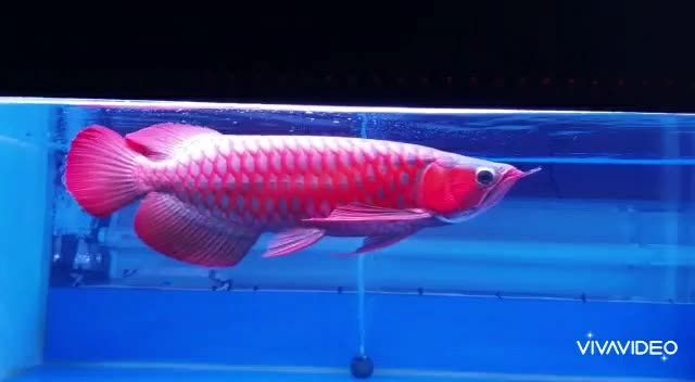 36公分超血紅龍魚，超血紅龍魚，36公分超血紅龍魚，珍稀品種的極致魅力