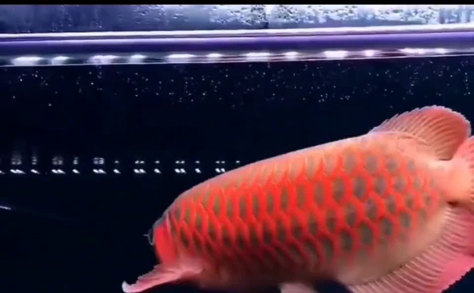 祥龍魚場研發(fā)紅龍魚增色飼料,助你擁有最艷麗的紅龍魚，祥龍魚場研發(fā)紅龍魚增色飼料，祥龍魚場推出紅龍魚增色飼料，打造極致艷麗紅龍魚，祥龍魚場紅龍魚增色飼料，打造極致艷麗紅龍魚