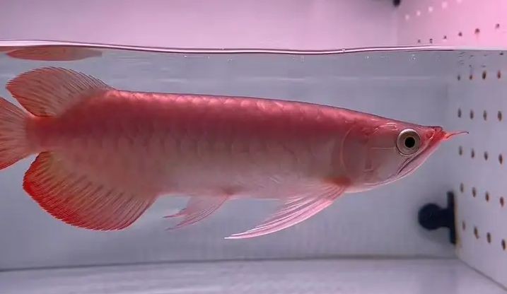 2025精品鯊魚嘴小紅龍，2025精品鯊魚嘴小紅龍2025精品鯊魚嘴小紅龍，2025精品鯊魚嘴小紅龍，獨(dú)特設(shè)計(jì)與非凡魅力