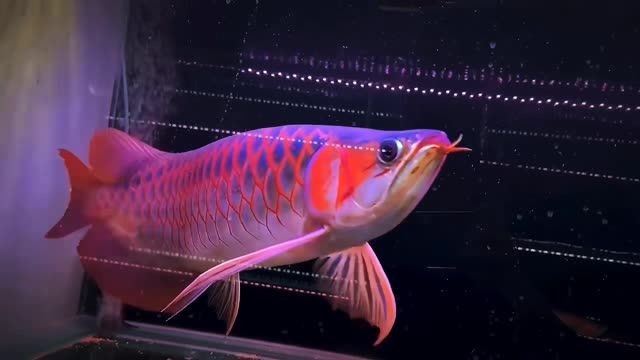 挑選好紅龍需要三看：如何挑選優質的紅龍