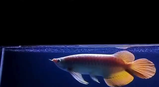 2025大湖紅龍魚，2025大湖紅龍魚保護，2025大湖紅龍魚保護計劃與行動