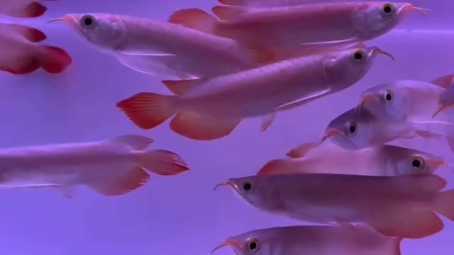 一缸火焰尾小紅龍，一缸火焰尾小紅龍的養(yǎng)護(hù)經(jīng)驗(yàn)，一缸火焰尾小紅龍的飼養(yǎng)與養(yǎng)護(hù)技巧