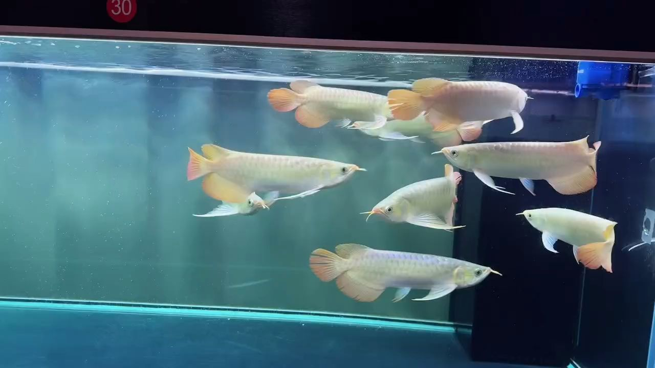 九龍龍魚和諧混養，九龍缸，九龍缸和諧混養“九龍缸”，九龍缸和諧混養指南，打造龍魚共生的藝術空間，九龍缸和諧混養指南，打造龍魚共生的藝術空間