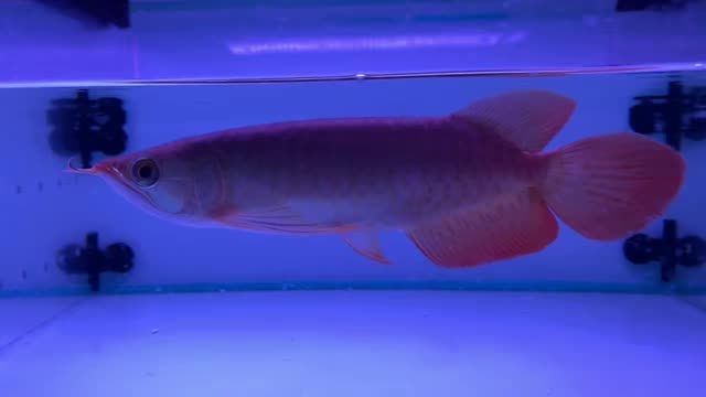 火焰尾印尼紅龍，動物圖集，印尼紅龍，火焰尾印尼紅龍，珍稀龍魚圖鑒，珍稀火焰尾印尼紅龍，龍魚圖鑒精選