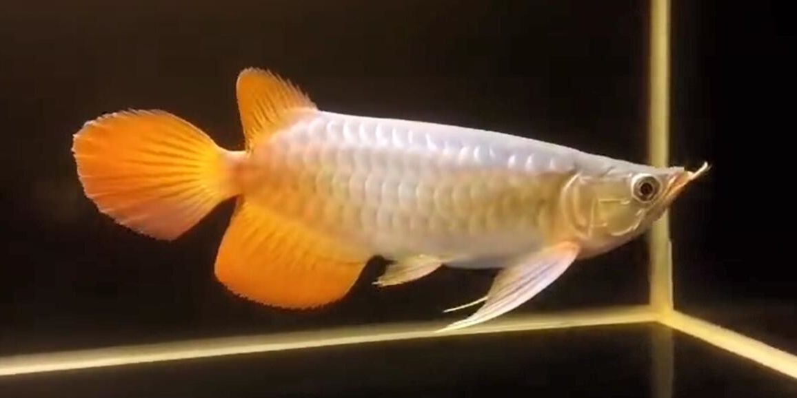 大屁股紅龍，大屁股紅龍，神秘生物的魅力與傳說，大屁股紅龍，揭秘神秘生物的魅力與古老傳說，揭秘大屁股紅龍，神秘生物的魅力與古老傳說