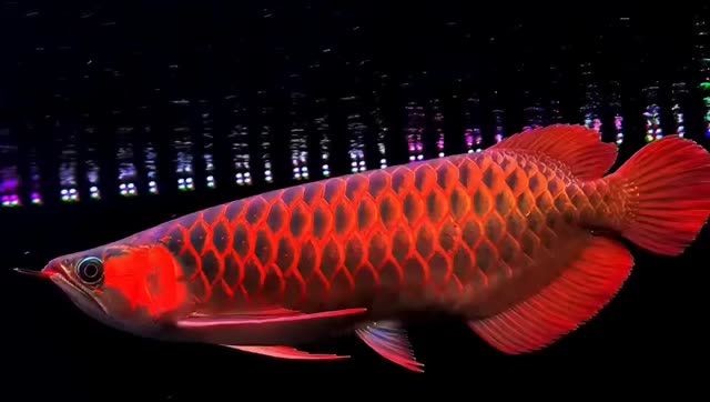 45cm超霸氣紅龍魚，45cm的超霸氣紅龍魚，45cm超霸氣紅龍魚，水中王者震撼登場