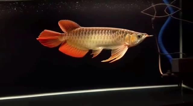 漂亮大湖紅龍魚，漂亮大湖紅龍魚在水族箱中的常見問題及其解決方案，漂亮大湖紅龍魚水族箱飼養常見問題與解決指南，漂亮大湖紅龍魚水族箱飼養常見問題與解決指南