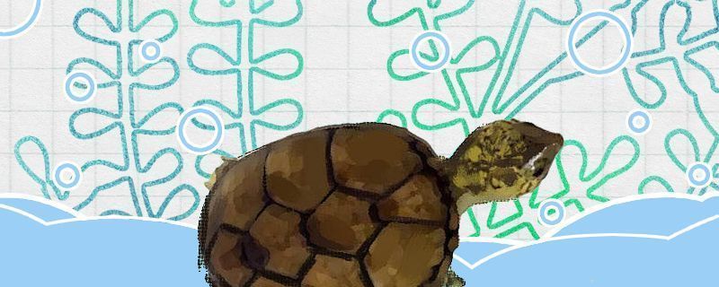 印尼三紋虎繁殖環境布置技巧，印尼三紋虎繁殖環境光照管理，印尼三紋虎繁殖后護理方法