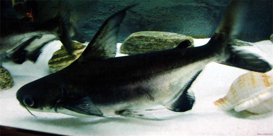 球鯊魚：球鯊魚生態地位與保護策略