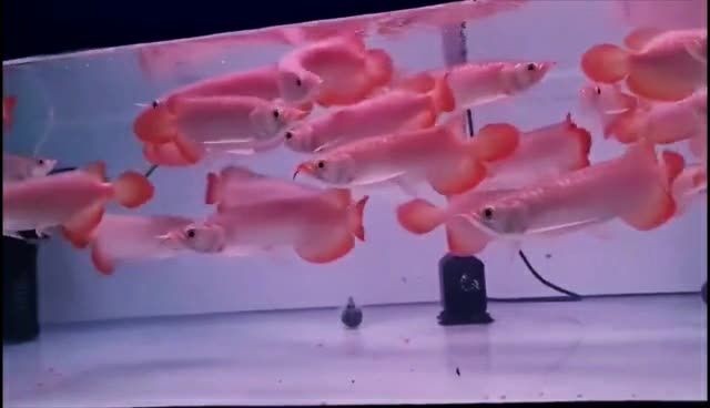 印尼紅龍魚整缸打包批發(fā)，印尼紅龍魚批發(fā)，印尼紅龍魚整缸批發(fā)，優(yōu)質(zhì)紅龍魚源頭直供