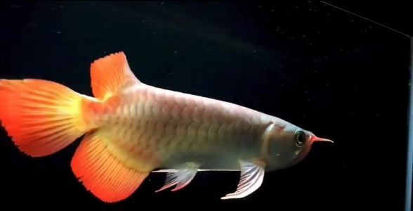 驚艷亮相！兩只大屁股紅龍魚，體型完美，魅力無限！