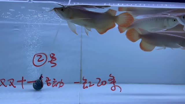 雙11紅龍魚批發(fā)特價秒殺2號缸20條，雙11紅龍魚批發(fā)特價秒殺，雙11紅龍魚批發(fā)特價秒殺，2號缸20條專場，雙11紅龍魚特惠，2號缸20條專場秒殺