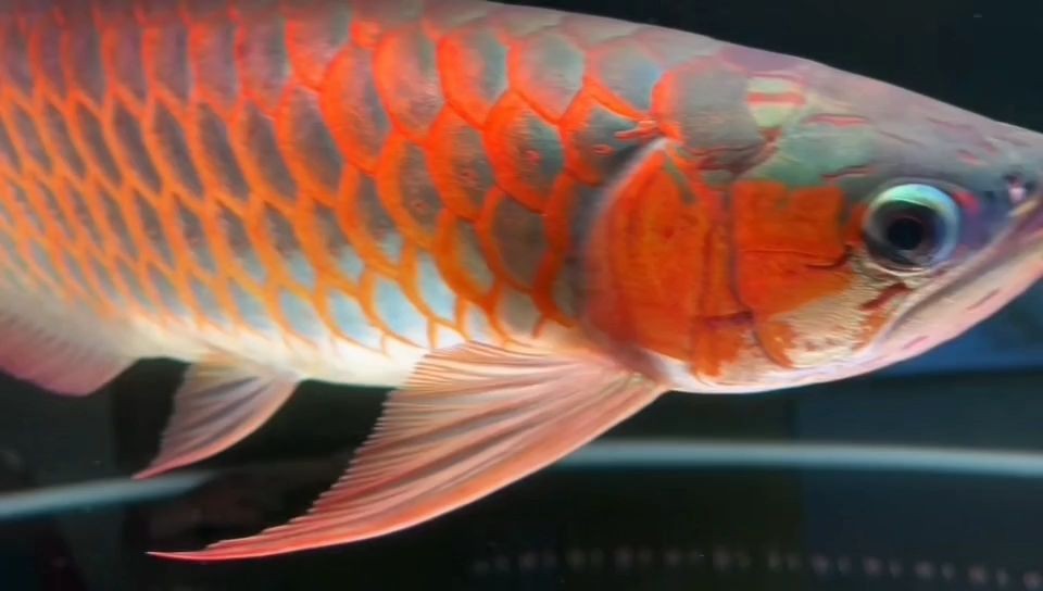 40多公分紅龍2025，40公分紅龍2025，40多公分紅龍2025，40公分紅龍2025，40-45公分紅龍魚2025年市場趨勢與養殖前景分析