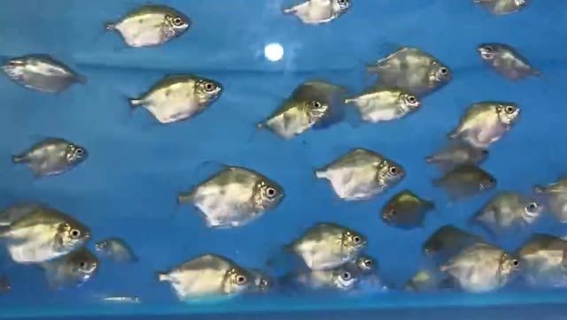 粗線銀板魚苗批發：粗線銀板魚苗批發價格