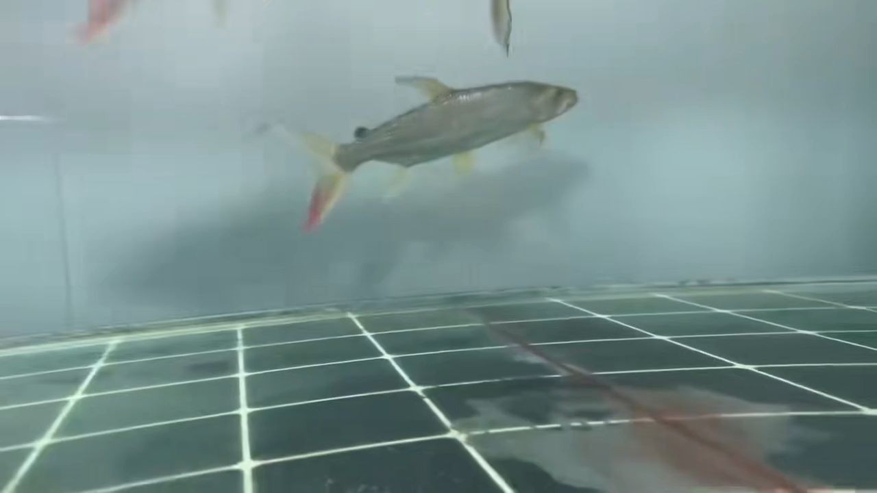 白金猛魚(yú)：淡水霸主，水族箱中的兇猛之美