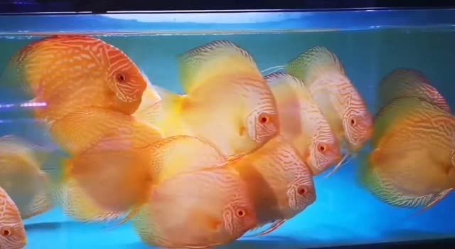 白化七彩魚直線雪花，白化七彩魚直線雪花是一道色彩斑斕的美食，口味獨特，深受食客喜愛，白化七彩魚直線雪花，色彩斑斕的獨特美食，白化七彩魚直線雪花，色彩斑斕的獨特美食，白化七彩魚直線雪花，色彩斑斕的獨特美食，白化七彩魚直線雪花，色彩斑斕的獨特美食