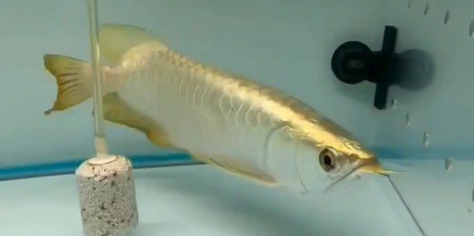 祥龍金禾小龍魚，小龍魚是金禾水產有限公司的旗艦產品，祥龍金禾小龍魚，金禾水產旗艦產品引領品質風潮