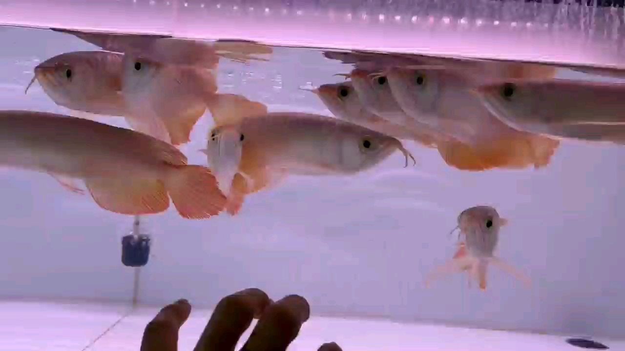 2025一缸小紅龍，2025年小紅龍市場前景如何？，2025年小紅龍市場前景分析與預(yù)測，2025年小紅龍市場前景分析與預(yù)測