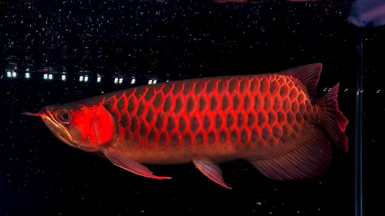 45公分大紅龍，45公分大紅龍45公分大紅龍，45公分大紅龍，巨型觀賞魚的魅力與養(yǎng)護(hù)指南，45公分大紅龍，巨型觀賞魚的魅力與養(yǎng)護(hù)全指南