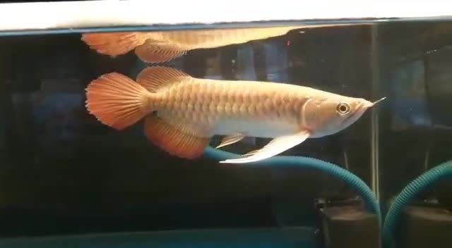 大湖紅龍魚20251704，大湖紅龍魚202517041704，大湖紅龍魚20251704，獨特編號與神秘魅力，大湖紅龍魚20251704，獨特編號背后的神秘魅力，大湖紅龍魚20251704，獨特編號背后的神秘魅力，大湖紅龍魚20251704，獨特編號背后的神秘魅力