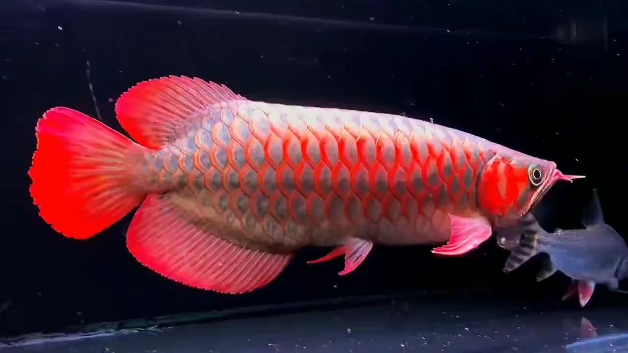 印尼紅龍，鯊魚嘴正紅發(fā)色，體型比例完美，大尾巴，關(guān)...：印尼紅龍是一種體型巨大、色彩艷麗的鯊魚，它的體型比例完美