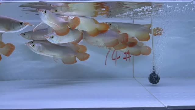 2025雙11紅龍批發(fā)特惠14號缸，2025雙11紅龍批發(fā)特惠，2025雙11紅龍批發(fā)特惠，14號缸專屬鉅惠，2025雙11紅龍批發(fā)特惠，14號缸專屬鉅惠