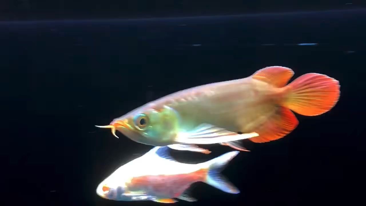 24公分印尼紅龍苗，24公分印尼紅龍苗植物具有獨(dú)特的外觀和生長特性，24公分印尼紅龍苗，獨(dú)特外觀與生長特性解析