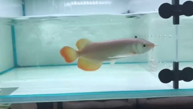 火焰尾紅龍魚：火焰尾紅龍魚是一種既美觀又有挑戰性的觀賞魚