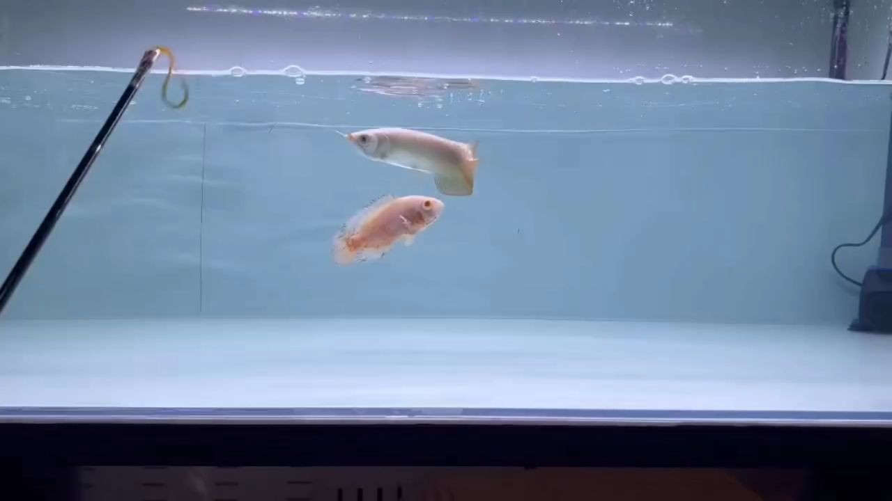 全品紅龍魚大尾巴，全品紅龍魚以其壯觀的大尾巴而聞名，顏色鮮艷奪目，，全品紅龍魚，鮮艷奪目的大尾巴之美，全品紅龍魚，鮮艷奪目的大尾巴之美，全品紅龍魚，鮮艷奪目的大尾巴之美，全品紅龍魚，鮮艷奪目的大尾巴之美，全品紅龍魚，鮮艷奪目的大尾巴之美