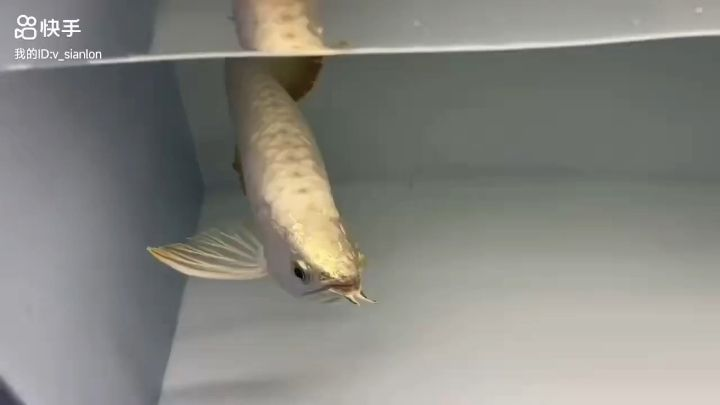 金龍一條紅龍一條，金龍一條紅龍一條紅龍，雙龍爭艷，金龍與紅龍的華麗對決