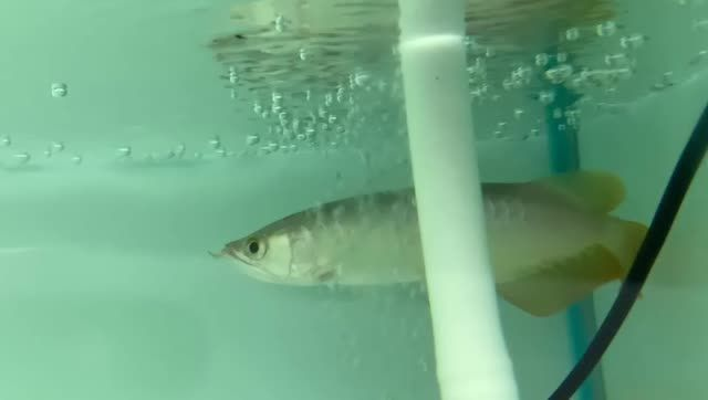 祥龍祥禾小紅龍祥禾紅龍發色好，祥禾小紅龍發色特征，祥禾小紅龍發色特征解析，祥禾小紅龍發色特征全面解析，祥禾小紅龍發色特征全面解析，祥禾小紅龍發色特征全面解析，祥禾小紅龍發色特征全面解析