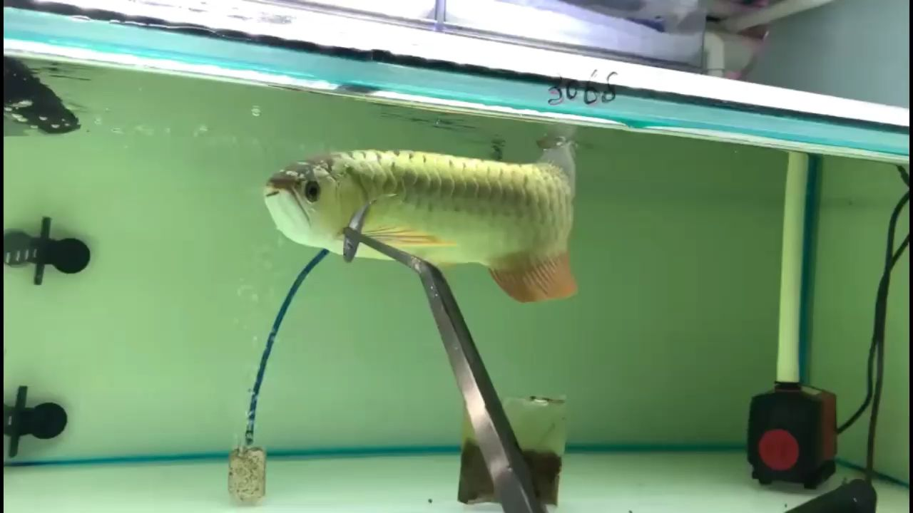 兇猛彪悍，\"內容描述了某個動物或個體的兇猛和強悍特性，兇猛彪悍，揭秘自然界最強悍的生存王者，揭秘自然界最強悍的生存王者，兇猛彪悍的終極獵手，揭秘自然界最強悍的生存王者，兇猛彪悍的終極獵手，揭秘自然界最強悍的生存王者，兇猛彪悍的終極獵手