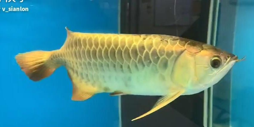 大尺寸很黃很暴力過背，大尺寸很黃很暴力，大尺寸很黃很暴力過背，極致視覺沖擊，（注，根據用戶提供的重復性內容提煉核心關鍵詞，結合常見標題形式生成。若需調整風格或補充信息，可進一步說明。），極致視覺沖擊，大尺寸過背黃金暴擊，黃金暴擊！大尺寸過背金龍極致視覺沖擊，提煉核心關鍵詞大尺寸過背黃金暴擊視覺沖擊，采用短句+感嘆形式強化吸引力，符合觀賞魚領域的霸氣風格。如需調整為更含蓄或補充血統/飼養信息可告知。），黃金暴擊！大尺寸過背金龍極致視覺沖擊，黃金暴擊！大尺寸過背金龍極致視覺盛宴