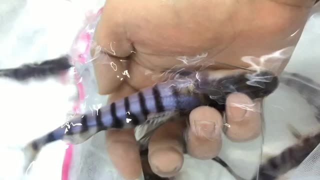 斑馬鴨嘴魚苗批發，斑馬鴨嘴魚苗批發是針對需要大量購買斑馬鴨嘴魚苗的商家或養殖場，斑馬鴨嘴魚苗批發，優質魚苗供應，滿足商家與養殖場需求