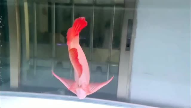 提選紅龍魚看體型和發色血統：如何挑選紅龍魚