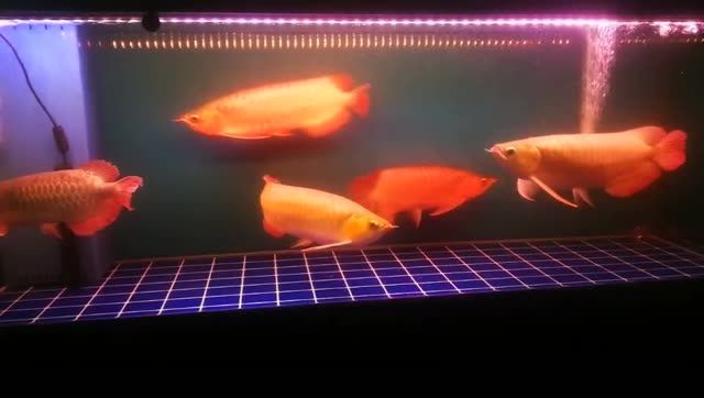 龍魚混養整缸購買比較適應，龍魚混養整缸購買可行性和適應情況，龍魚混養整缸購買的可行性及適應情況分析，龍魚混養整缸購買的可行性及適應情況分析，龍魚混養整缸購買的可行性及適應情況分析，龍魚混養整缸購買的可行性及適應情況分析